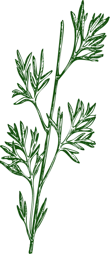 艾 草 功效 與 禁忌
